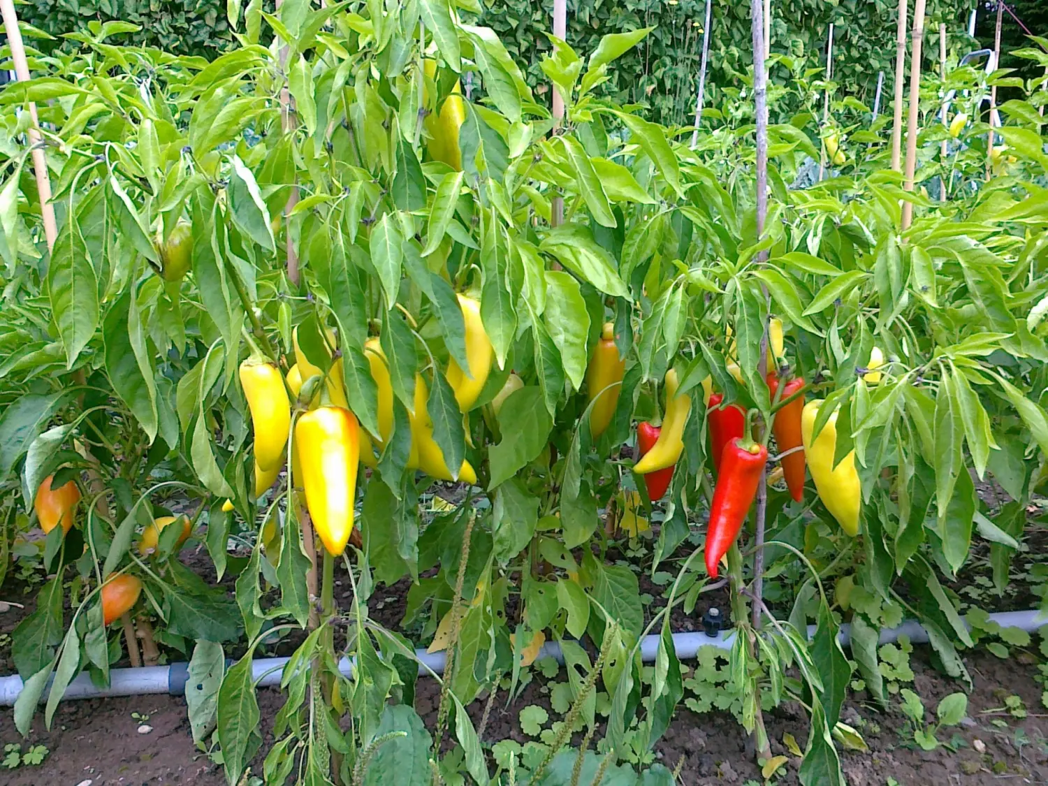 Chilis von Rainer`s Gartenparadies