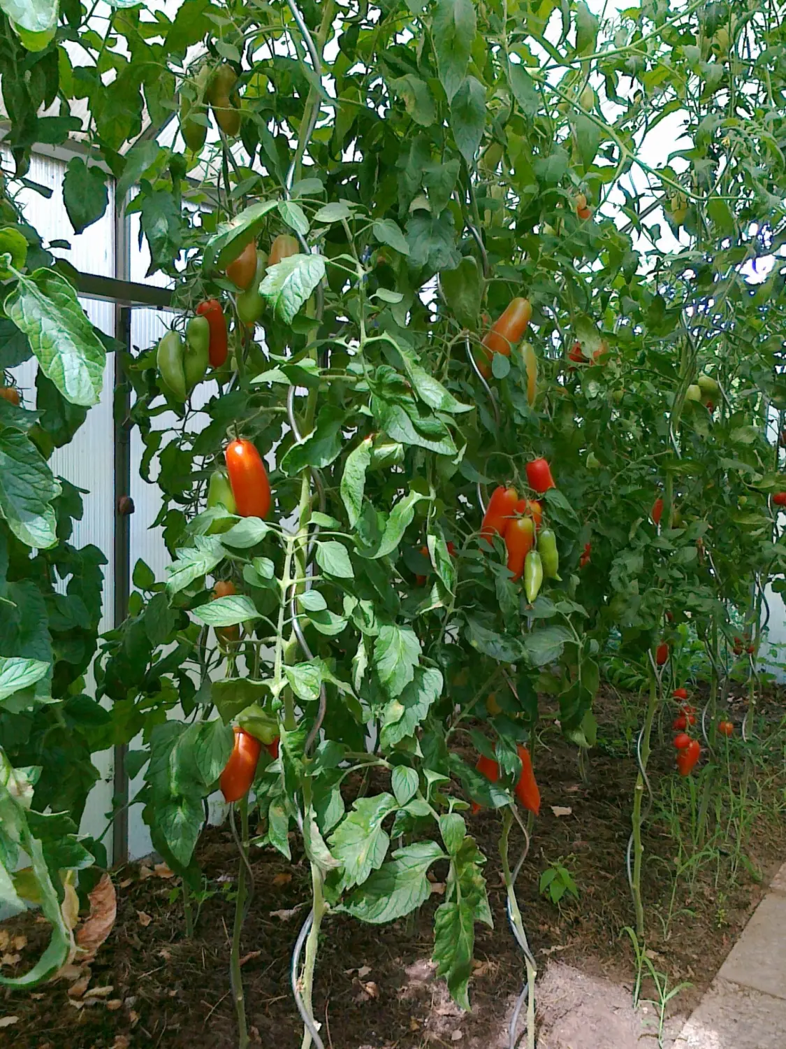 Chilis von Rainer`s Gartenparadies