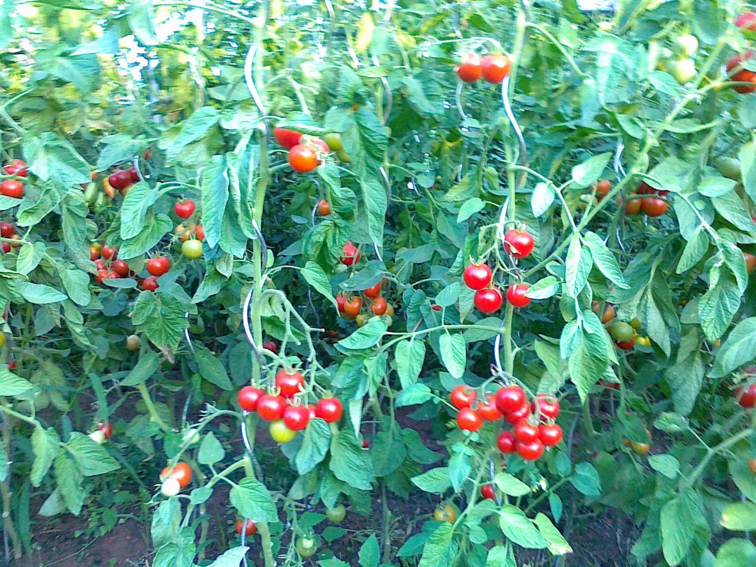 Tomate von Rainer`s Gartenparadies