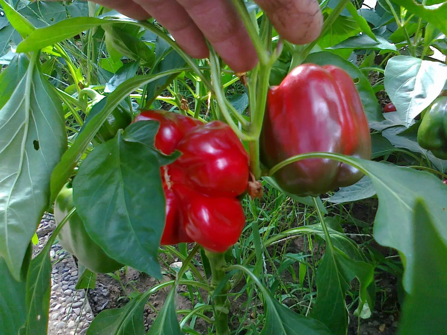 Paprika von Paprika von Rainer`s GartenparadiesRainer`s Gartenparadies