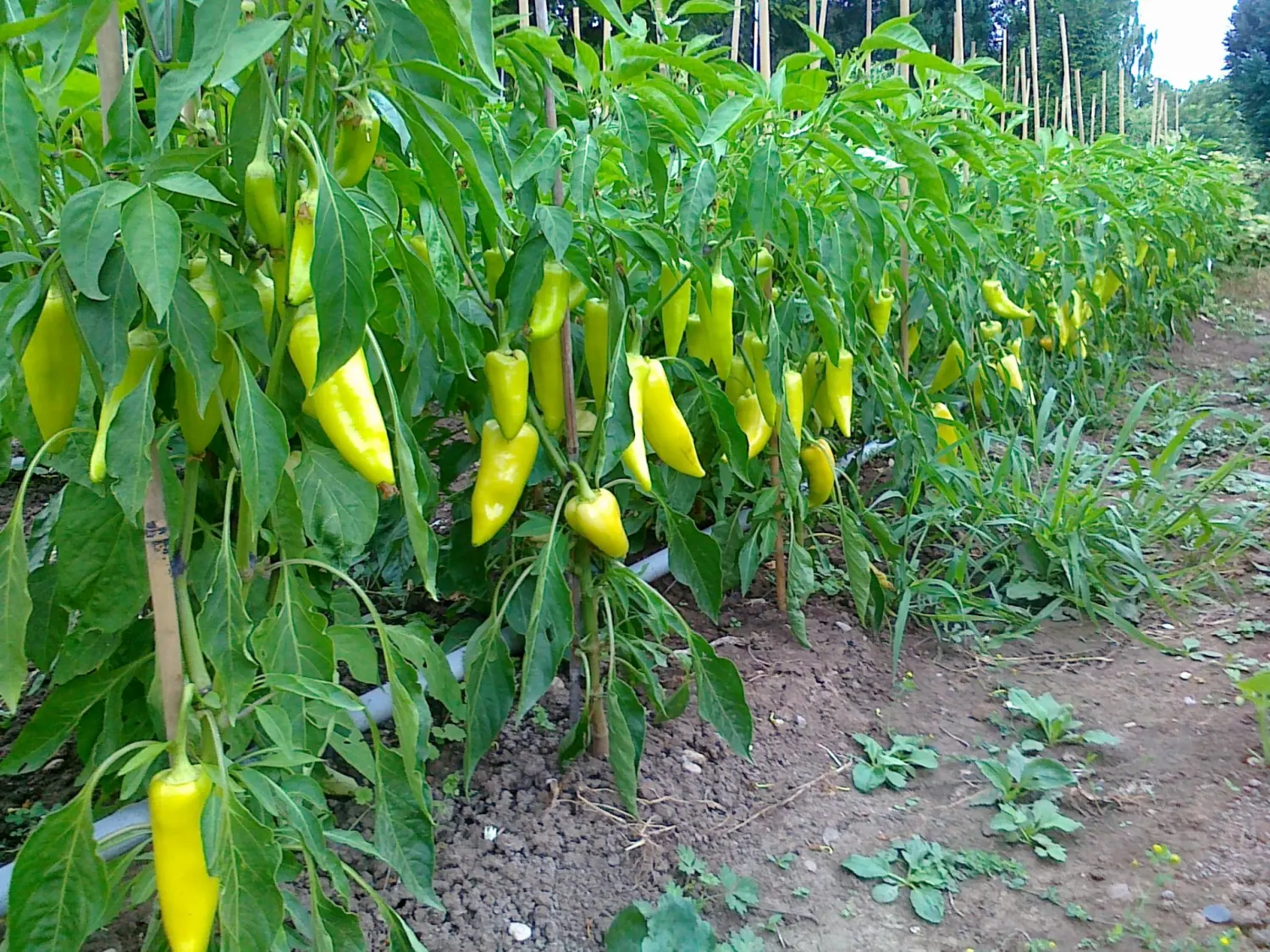 Chilis von Rainer`s Gartenparadies