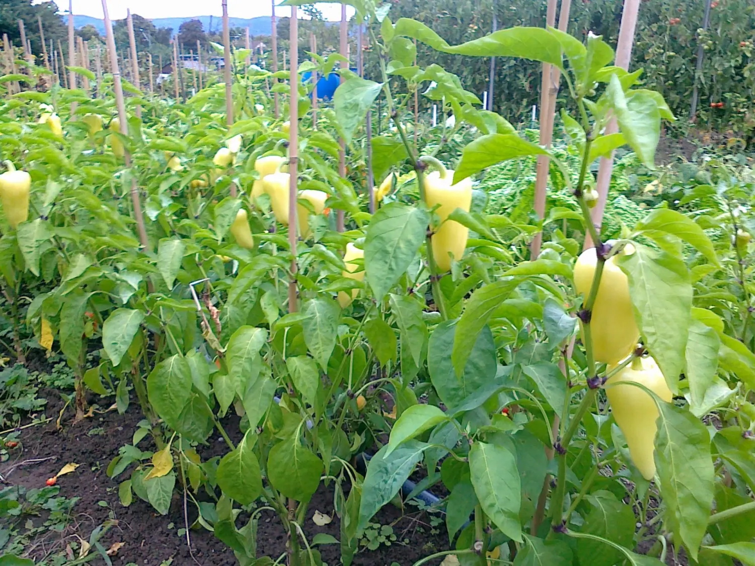 Chilis von Rainer`s Gartenparadies