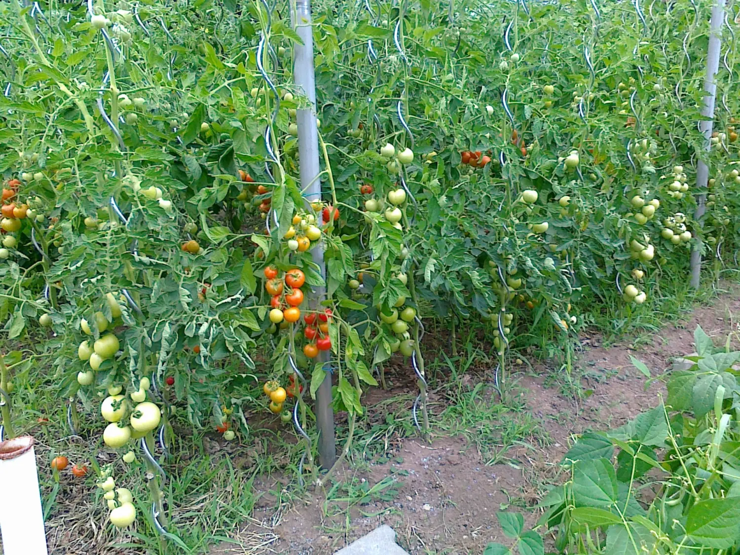 Tomate von Rainer`s Gartenparadies