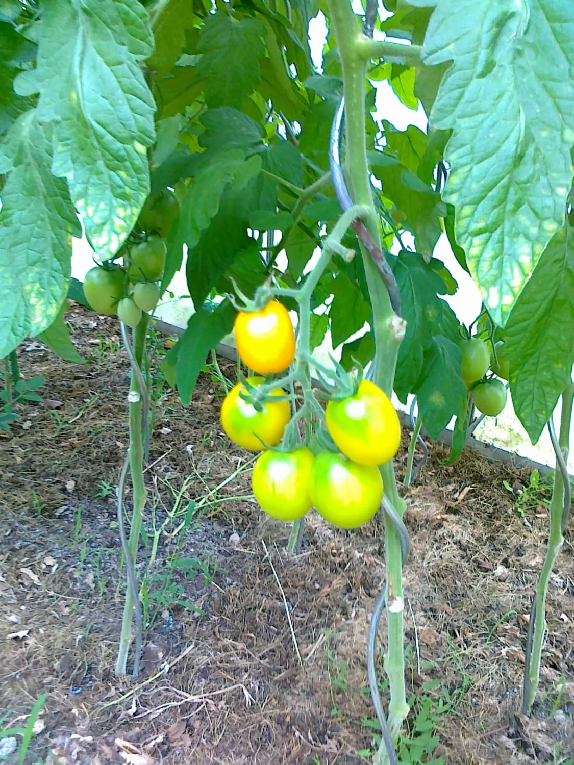 Tomate von Rainer`s Gartenparadies