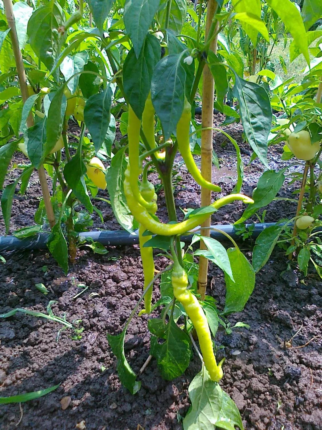 Chilis von Rainer`s Gartenparadies