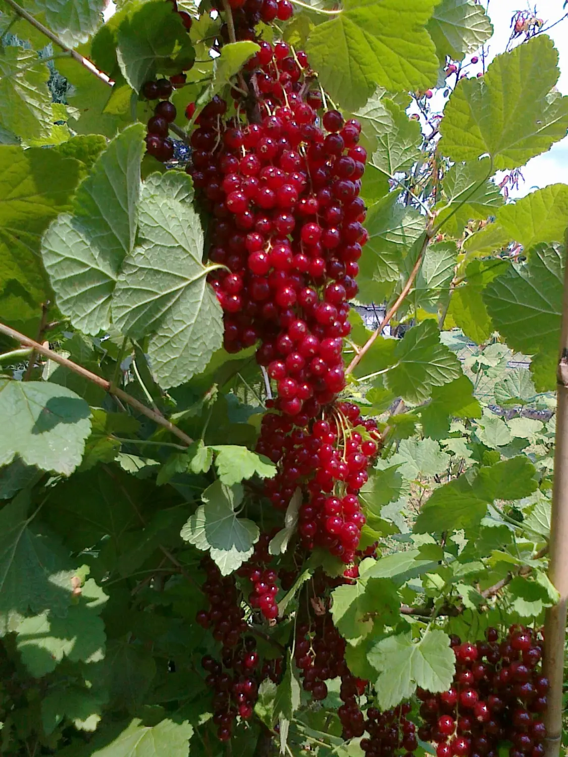 Trauben von Rainer`s Gartenparadies