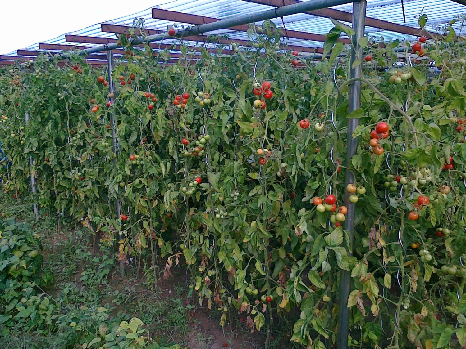 Tomate von Rainer`s Gartenparadies