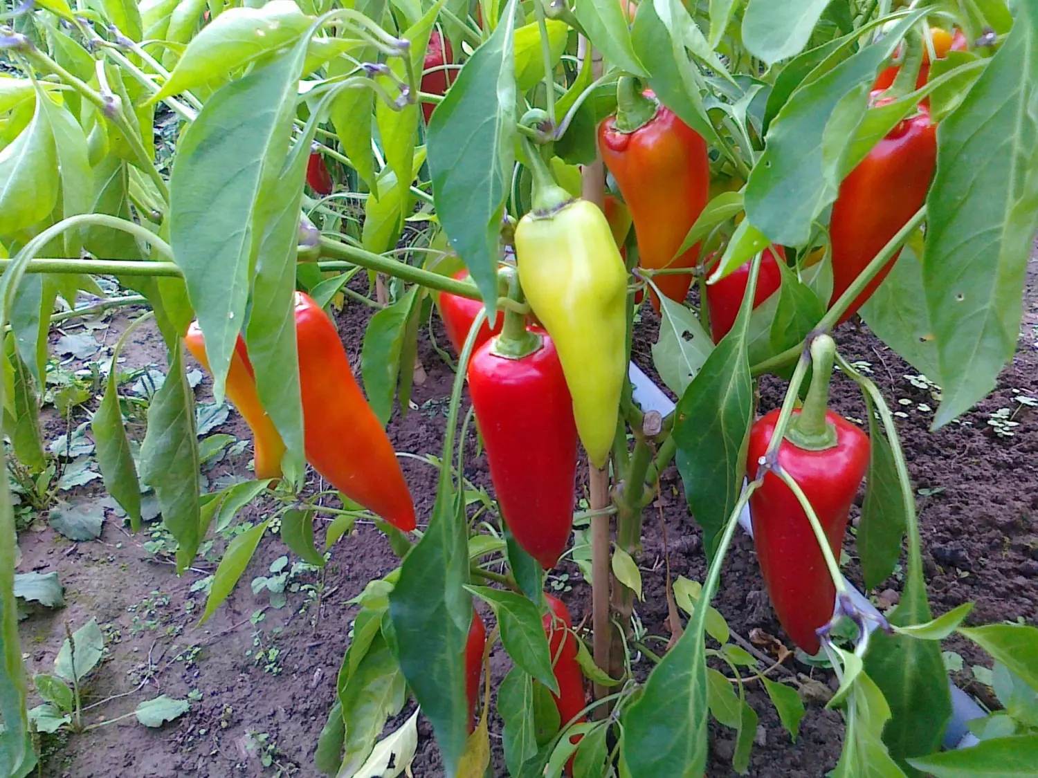 Chilis von Rainer`s Gartenparadies