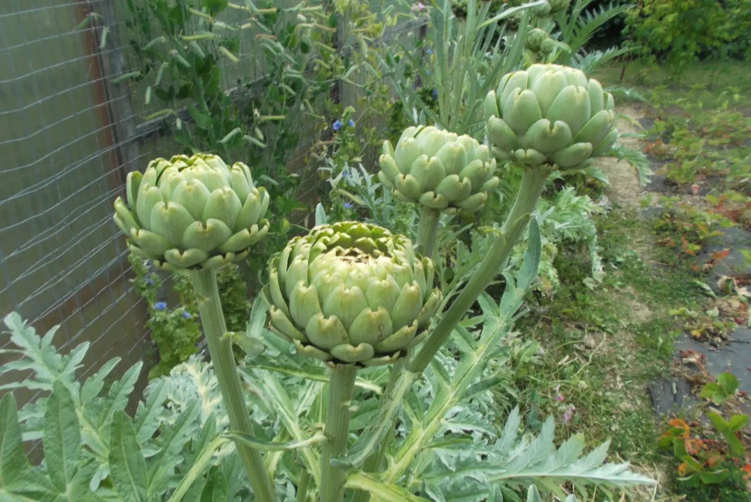 Gemüse von Rainer`s Gartenparadies