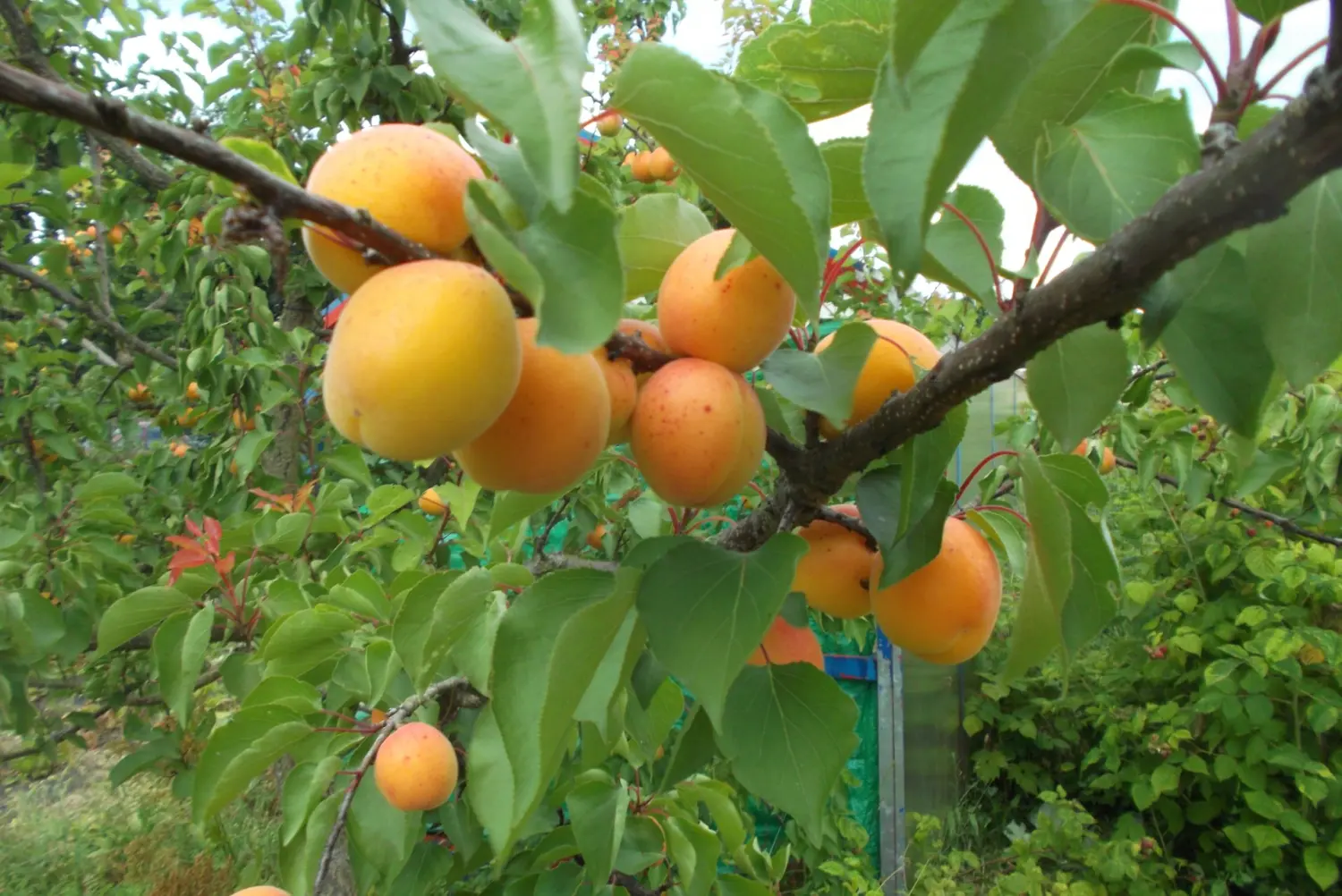 Gemüse von Rainer`s Gartenparadies