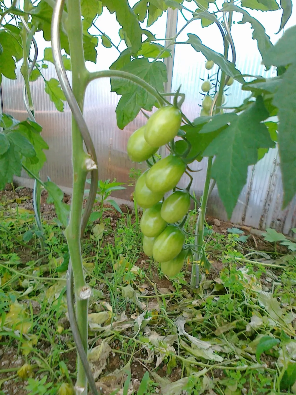 Gemüse von Rainer`s Gartenparadies