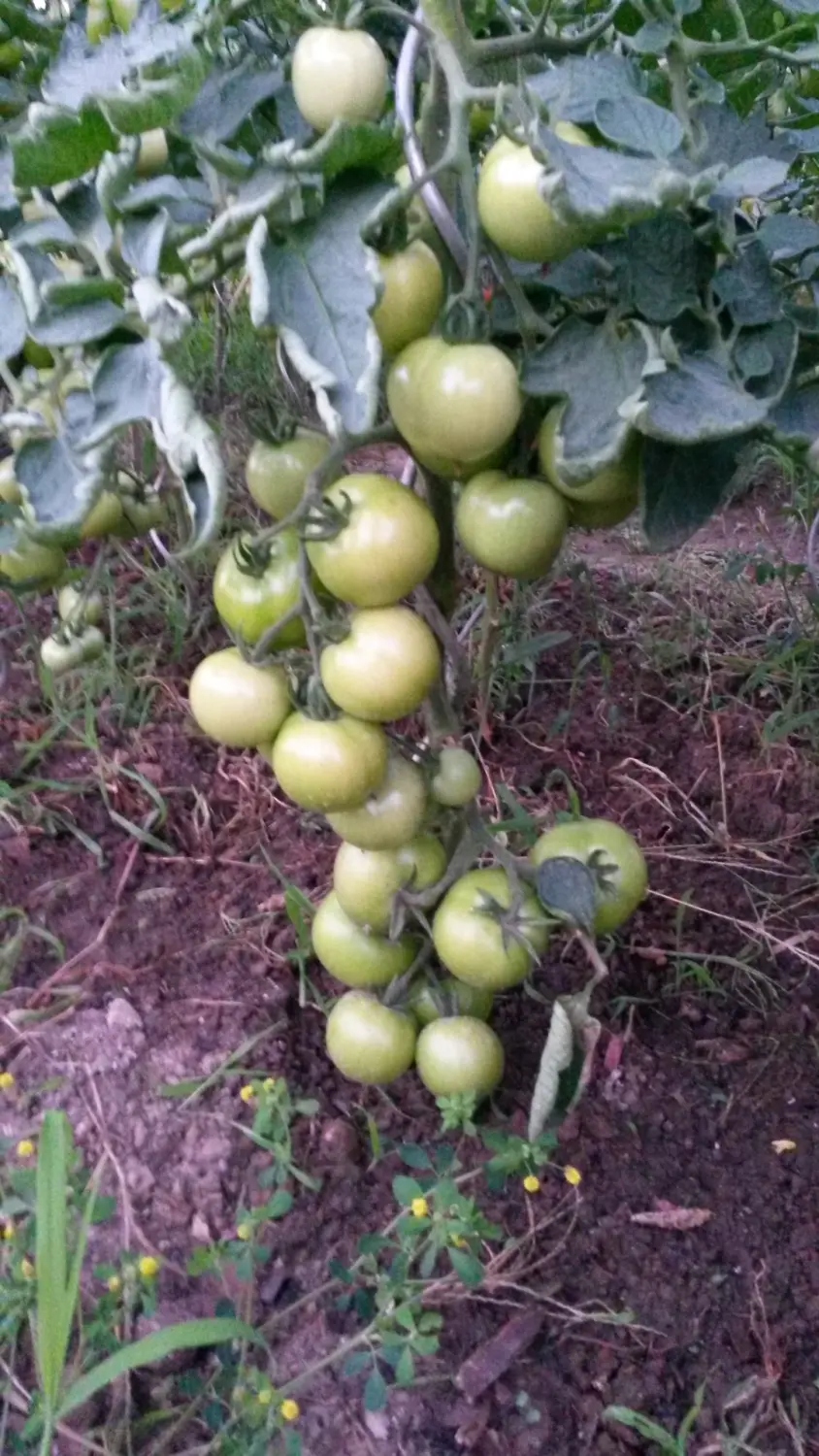 Gemüse von Rainer`s Gartenparadies