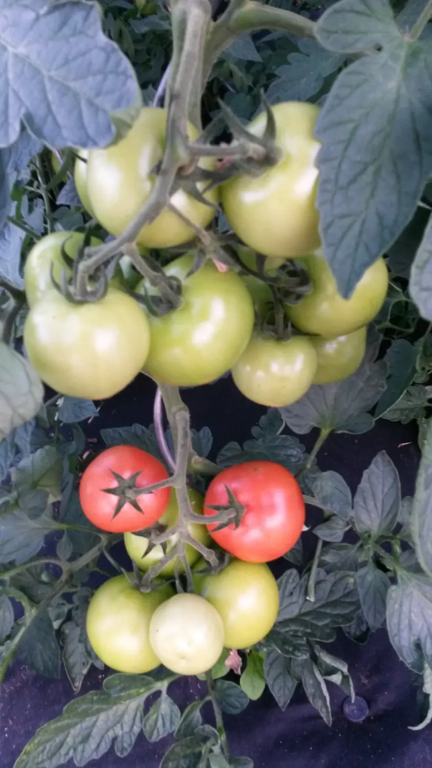 Abgeernteter Garten von Rainer`s Gartenparadies