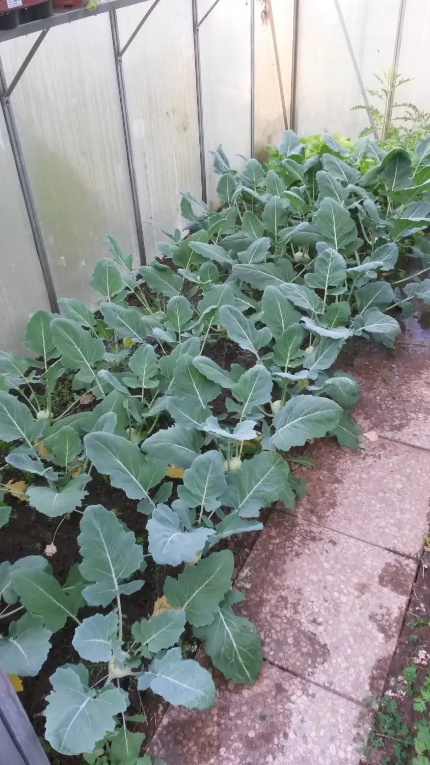 Abgeernteter Garten von Rainer`s Gartenparadies