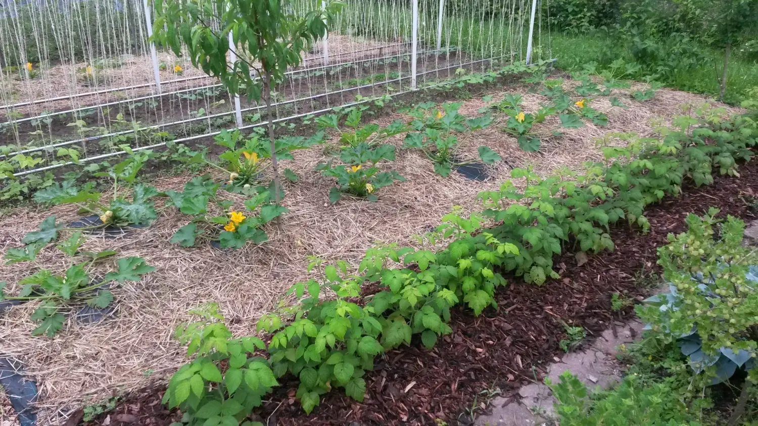 Abgeernteter Garten von Rainer`s Gartenparadies