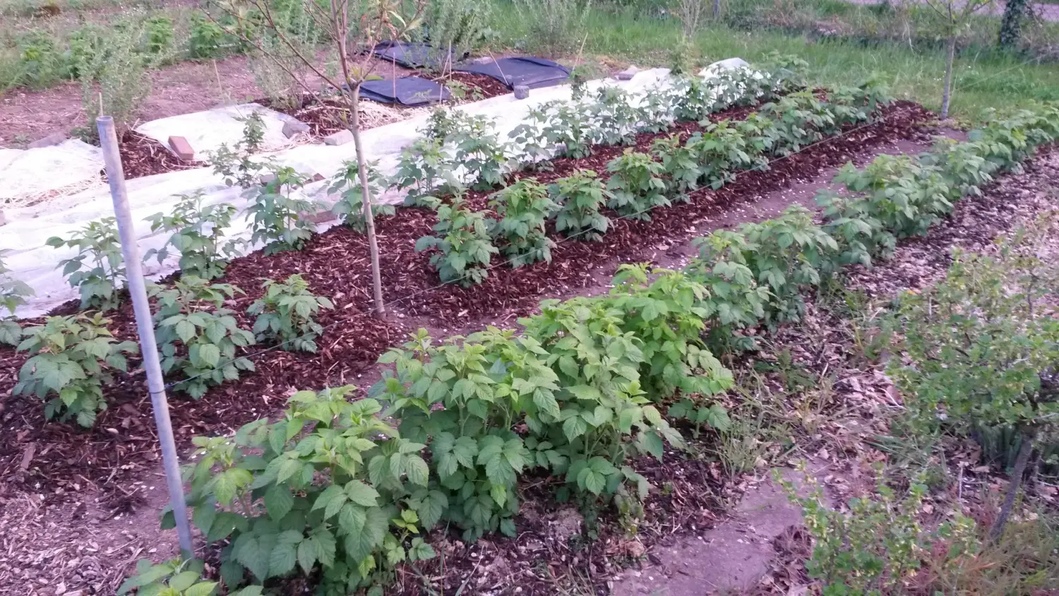 Kleine Pflanzen von Rainer`s Gartenparadies