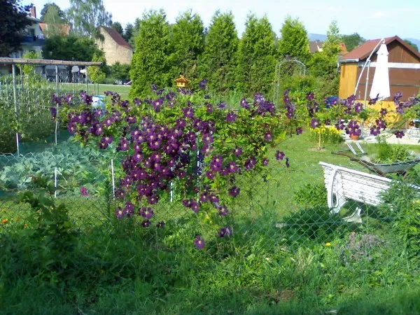 Garten von Rainer`s Gartenparadies