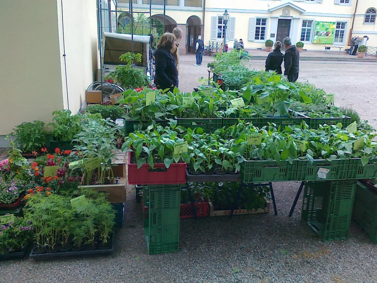 Kleine Pflanzen von Rainer`s Gartenparadies